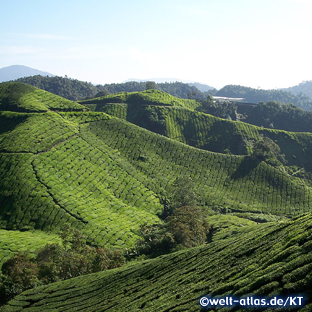 Teeplantage in den Cameron Highlands. Hochland im Sultanat Pahang auf 1,829m
