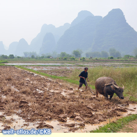 Rice farmer with water buffalo in Yangshuo