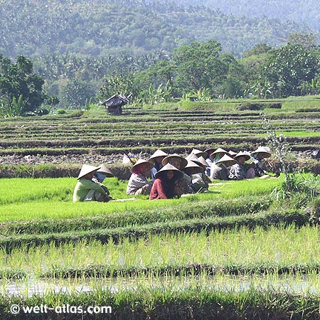 Frauen beim Setzen der jungen Reispflanzen