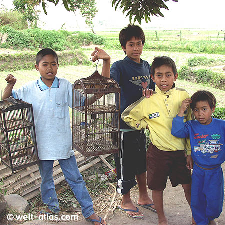 Dorfkinder mit Vogelkäfigen, Lombok