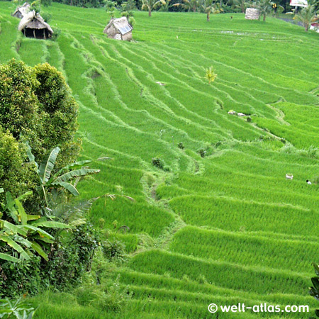 Rice terraces on Bali, Indonesia