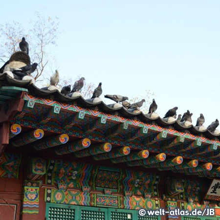 Pigeons on the roof of a palace, Seoul