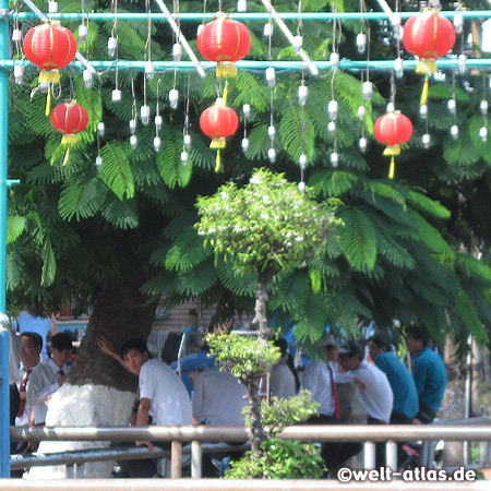 Sitting under the mimosa tree, Vietnam