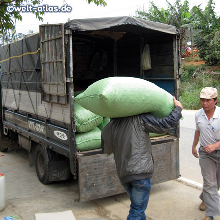 Sacks of coffee being loaded on a truck, Central Highlands