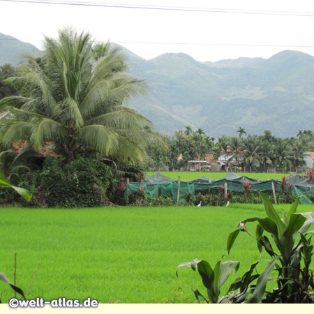 Wir haben das Hochland verlassen und machen kurz vor Nha Trang Mittagspause mit dem Ausblick auf ein saftig-grünes Reisfeld