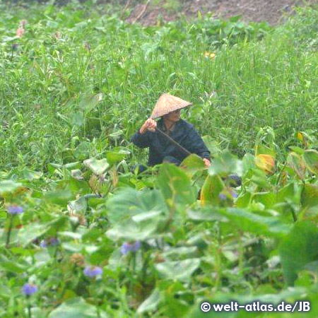 Boat surrounded by water lilies, Mekong Delta