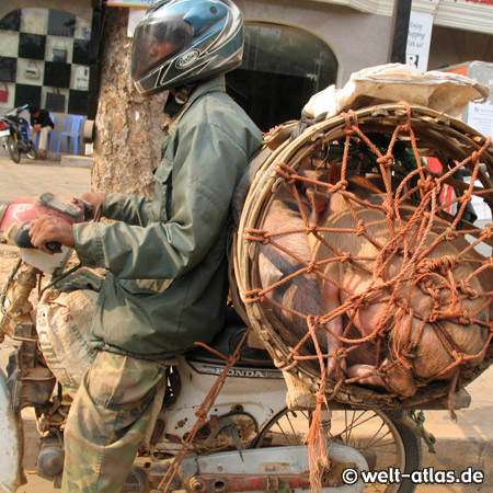 "Schweinetransport", Siem Reap, Kambodscha