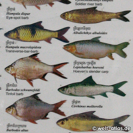 Fishes of the Kingdom of Cambodia Lake Tonle Sap, Cambodia