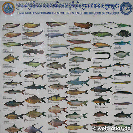 Poster in einem Schwimmenden Dorf - Fische im Tonle Sap, Kambodscha