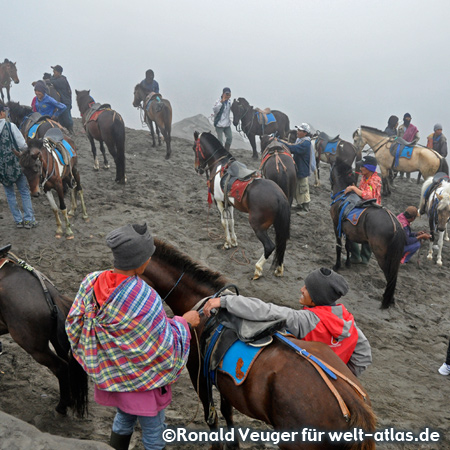 Pferdeverleih am Vulkan Bromo, Ostjava