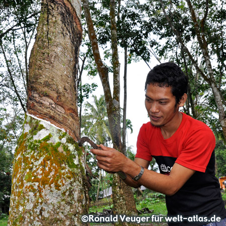 Preparing a rubber tree to collect latex near Salapian, Sumatra