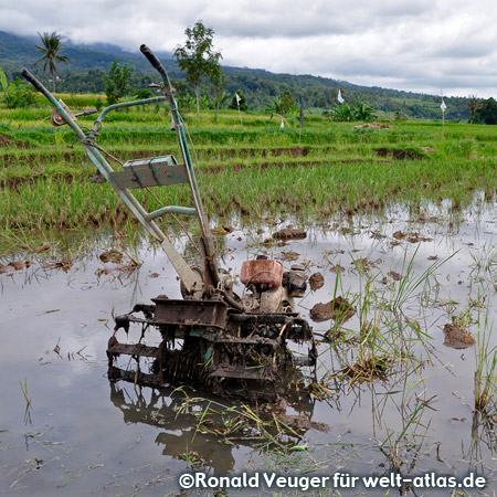 Reisfeld bei Pandai Sikek auf Sumatra