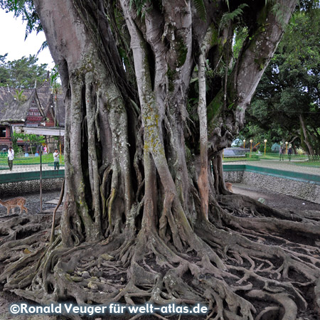 Giant old trees with huge roots in the zoo of Bukittinggi