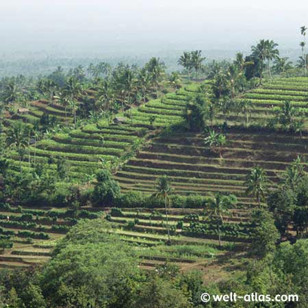 Reis-Terrassen, Lombok, Indonesien