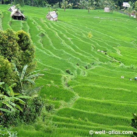 Rice terraces on Bali, Indonesia