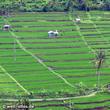 Noch ein schöner Blick auf Reisterrassen, Bali