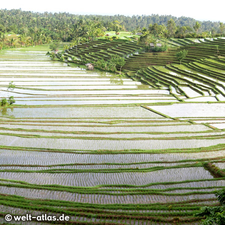 Beautiful view to rice terraces, Bali