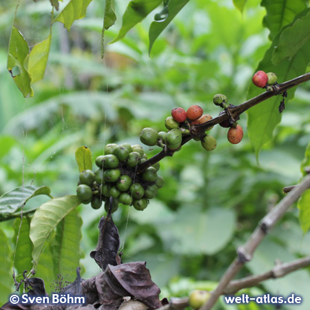 Coffee berries at a plantation, Bali