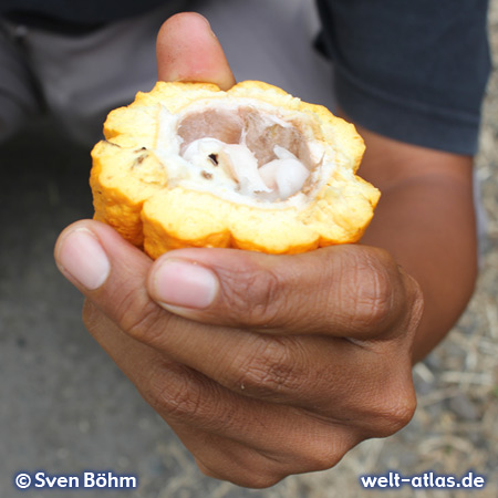Kakaofrucht auf einer Plantage auf Bali – Foto: Sven Böhm für welt-atlas.de