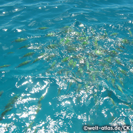 turquoise water and fish, Ko Phi Phi Don, Thailand, Krabi Province