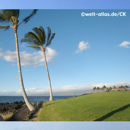 Palmen am Waikoloa Beach, Hawaii, Big Island, USA