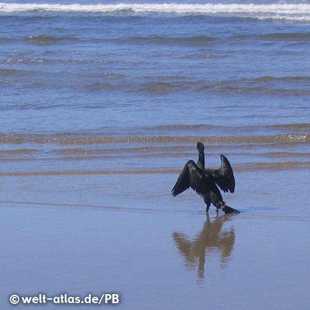 Kormoran an der Küste Oregons,Pazifischer Ozean