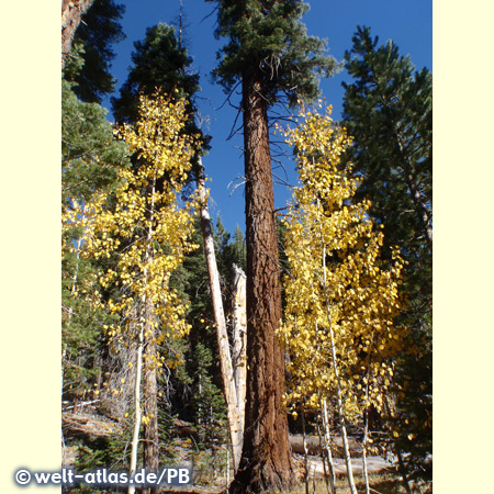 Coniferous trees and aspens, California