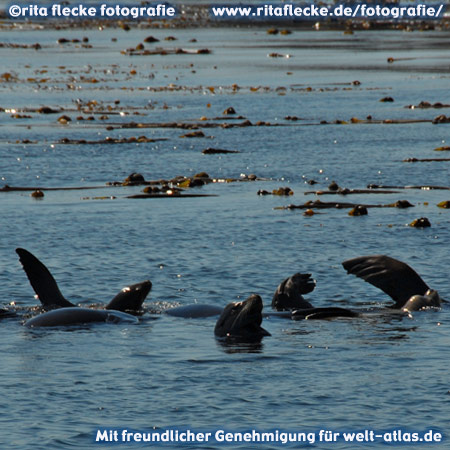 Seehunde in Ucluelet, Vancouver Island – Foto:©http://www.ritaflecke.de/fotografie/