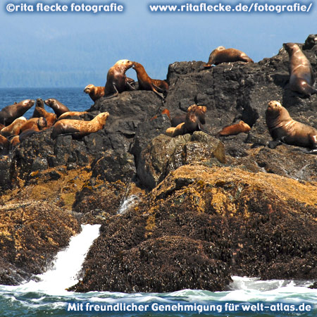 Seelöwen auf den Felsen bei Ucluelet, Vancouver Island – Foto:©http://www.ritaflecke.de/fotografie/