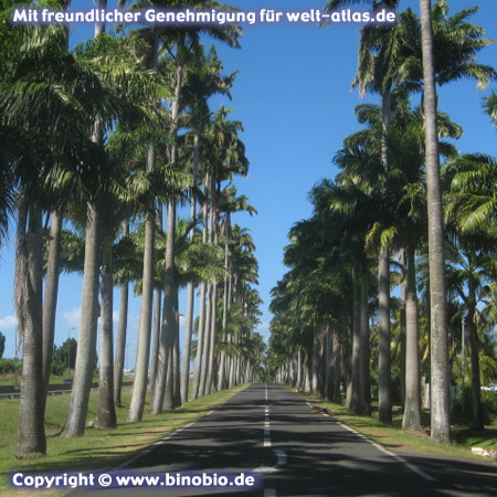 Palm Avenue on the island of Basse-Terre, L'Allée Dumanoir in Capesterre-Belle-Eau, Guadeloupe