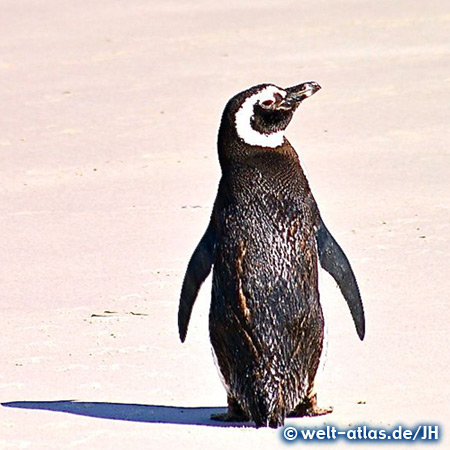 Strand mit Magellanpinguin, Falklandinseln