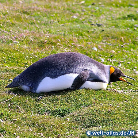 Königspinguin, Falklandinseln