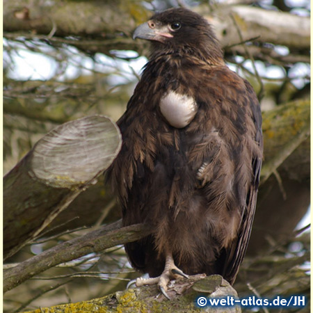 Caracara, Falkland Islands 