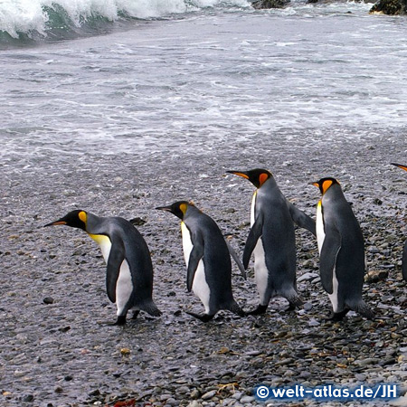 Königspinguine, Südgeorgien