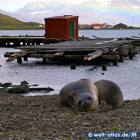 See-Elefanten im Hafen von Grytviken, Südgeorgien