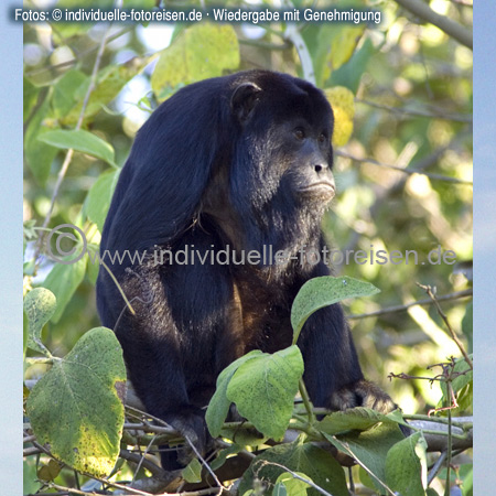 Mantled Howler, Monkey, Brazil 