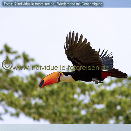 Flying tucan, Brazil©www.individuelle-fotoreisen.de