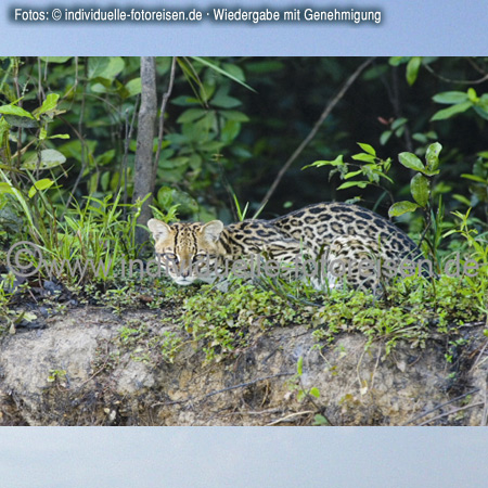 Ocelot, Brazil 