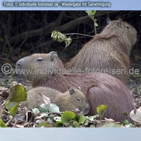 Capybaras in Brazil