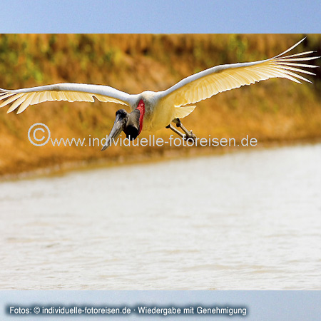 Jabiru, Riesenstorch, das Symbol des Pantanal