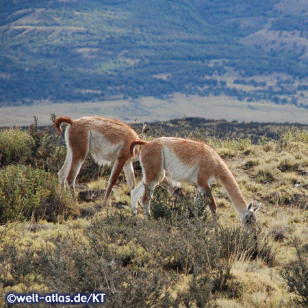 Guanacos in Torres del Paine National Park, Chile