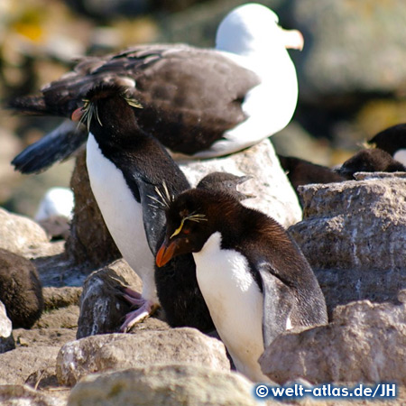 Rockhopper Penguins and Albatross, Falkland Islands 