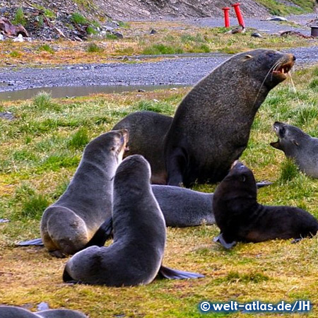 Sea lions, South Georgia