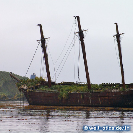 Wrack der Bayard in der Bucht von Ocean Harbour, Südgeorgien